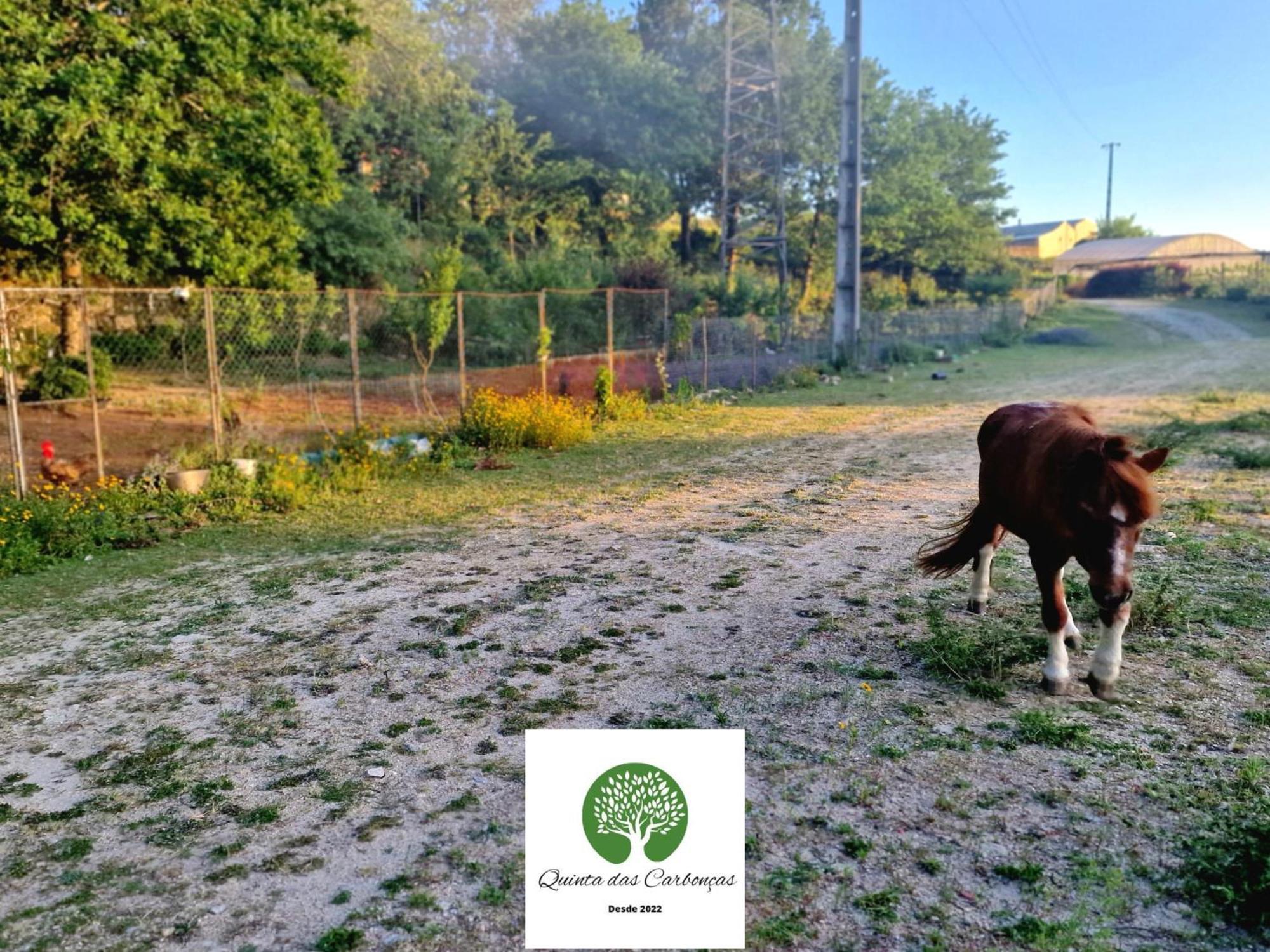 Quinta Das Carboncas Fafe Zewnętrze zdjęcie